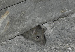 Viterbo - Mouse in Gabinetti Pubblici
